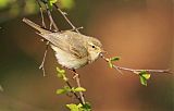 Willow Warbler